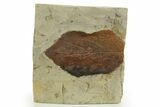 Fossil Leaf (Beringiaphyllum) - Montana #327212-1